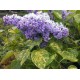 Syringa vulgaris ‘Aucubaefolia’ – tarka levelű orgona