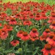 Echinacea ‘Tomato Soup’ - Kasvirág