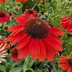 Echinacea ‘Tomato Soup’ - Kasvirág