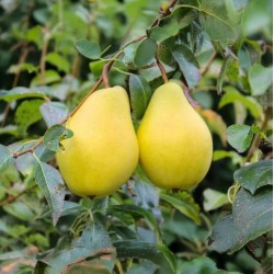 Vilmos körte cserepes