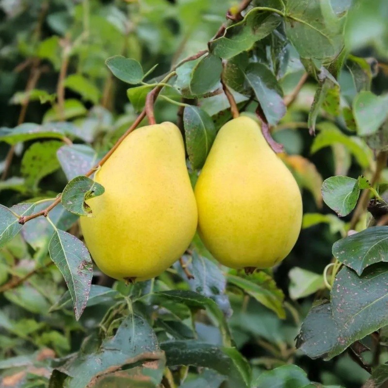 Vilmos körte cserepes
