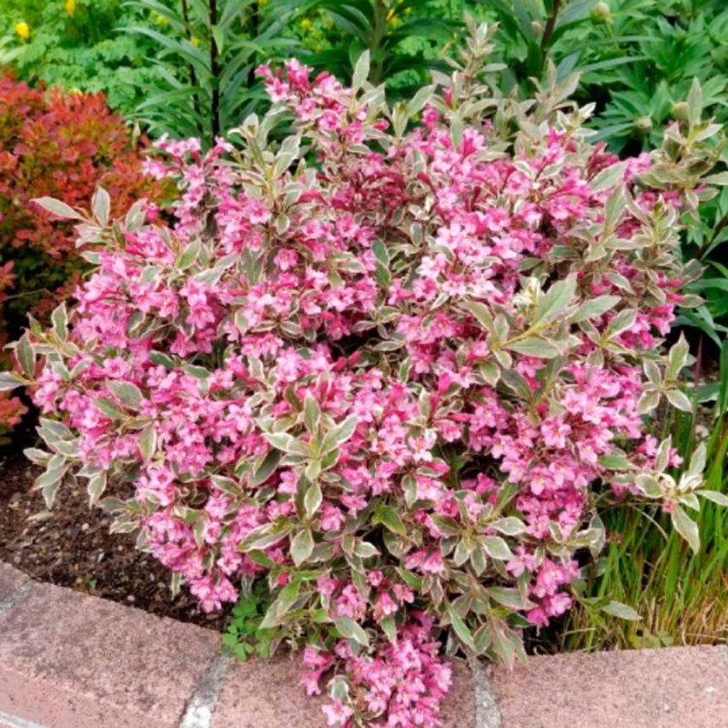 Weigela ‘All Summer Monet’ 