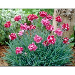 Dianthus gratianopolitanus ‘Whatfield Gem’ - Pünkösdi szegfű