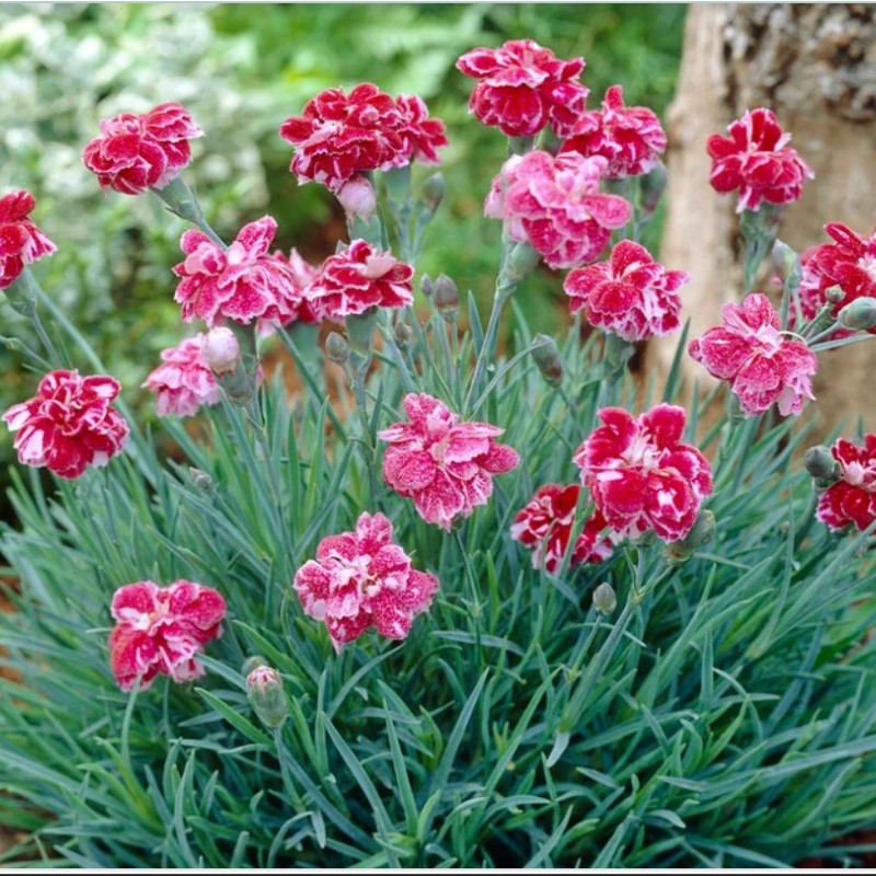 Dianthus gratianopolitanus ‘Whatfield Gem’ - Pünkösdi szegfű