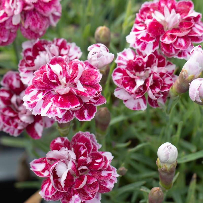 Dianthus gratianopolitanus ‘Whatfield Gem’ - Pünkösdi szegfű