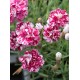 Dianthus gratianopolitanus ‘Whatfield Gem’ - Pünkösdi szegfű
