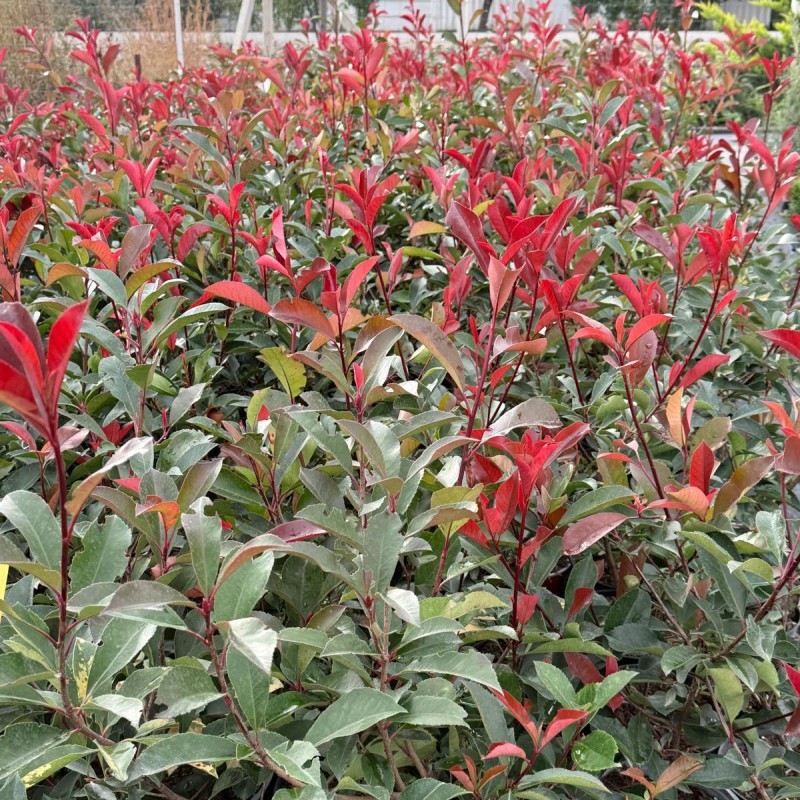 Korallberkenye - Photinia RED ROBIN 50-60cm 2L