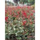 Korallberkenye - Photinia RED ROBIN 50-60cm 2L