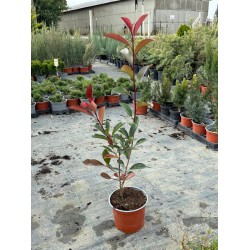 Korallberkenye - Photinia RED ROBIN 30-40cm 2L