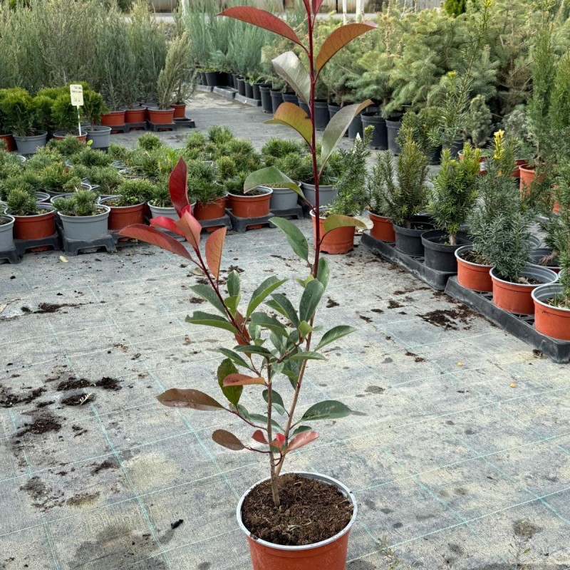 Korallberkenye - Photinia RED ROBIN 50-60cm 2L