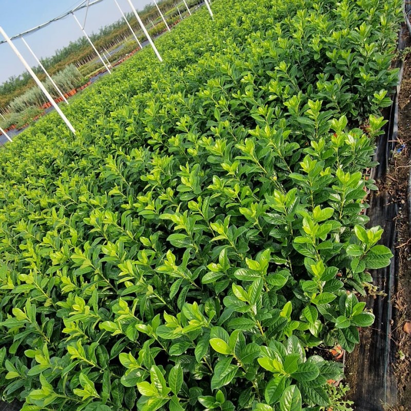 Prunus laurocerasus 'Novita' - Babérmeggy 40-60cm