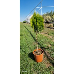 Keleti tuja ‘Aurea Nana’ törzses – gömb formára nyírt