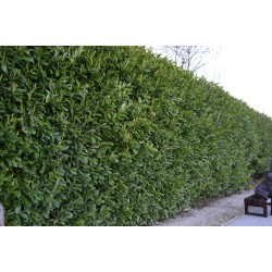 Prunus laurocerasus ‘Genolia’ - Oszlopos babérmegy