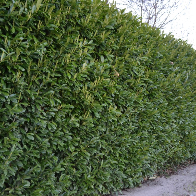 Prunus laurocerasus ‘Genolia’ - Oszlopos babérmegy