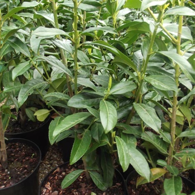 Prunus laurocerasus ‘Genolia’ - Oszlopos babérmegy