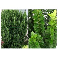 Euonymus japonicus ‘Benkomasaki’ - örökzöld japán kecskerágó