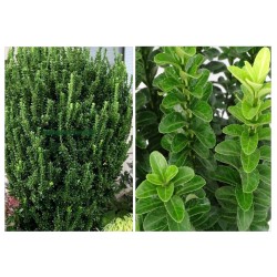 Euonymus japonicus ‘Benkomasaki’ - örökzöld japán kecskerágó