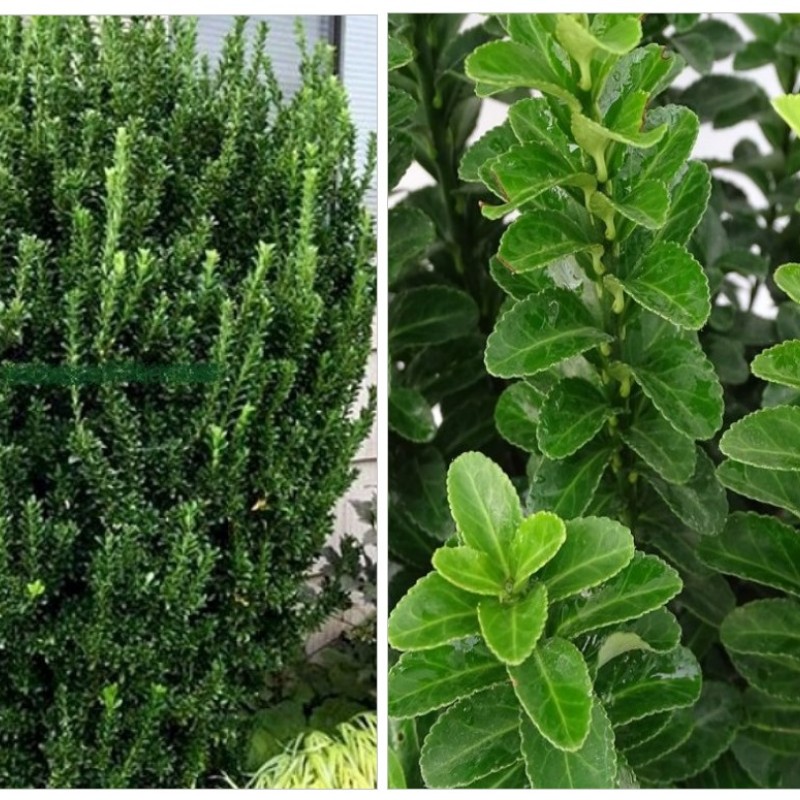 Euonymus japonicus ‘Benkomasaki’ - örökzöld japán kecskerágó