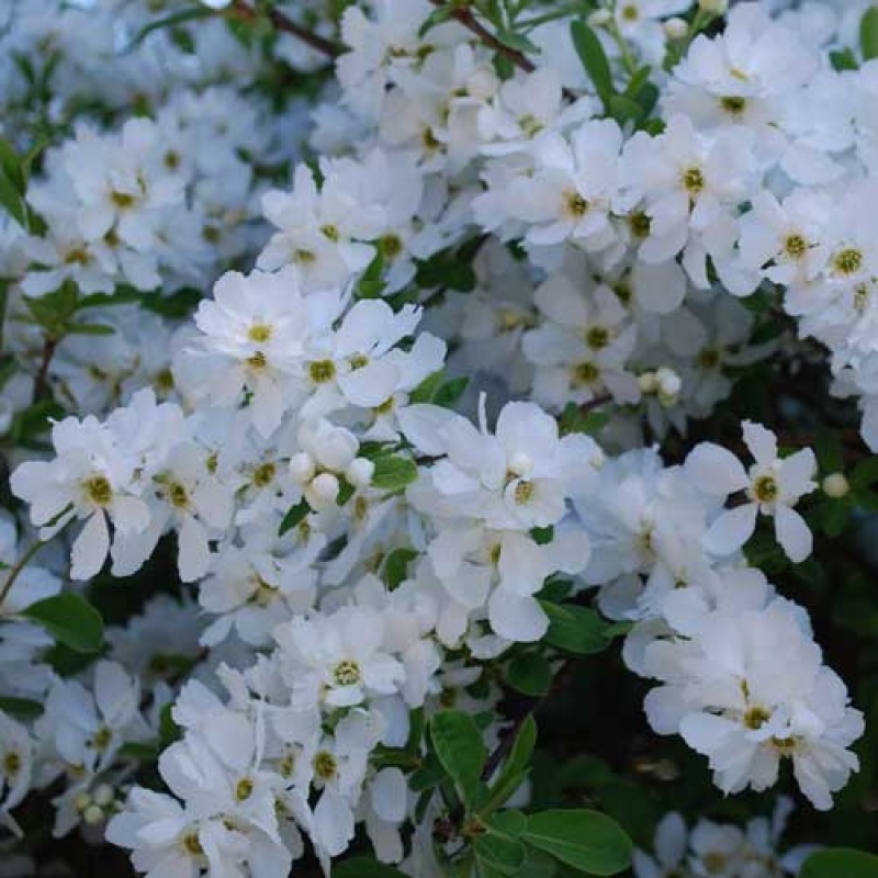 Exochorda ‘The Bride’ – Fürtös gyöngycserje