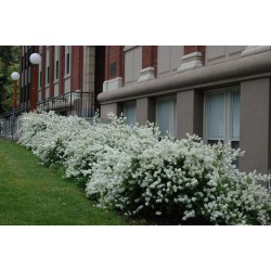 Exochorda ‘The Bride’ – Fürtös gyöngycserje
