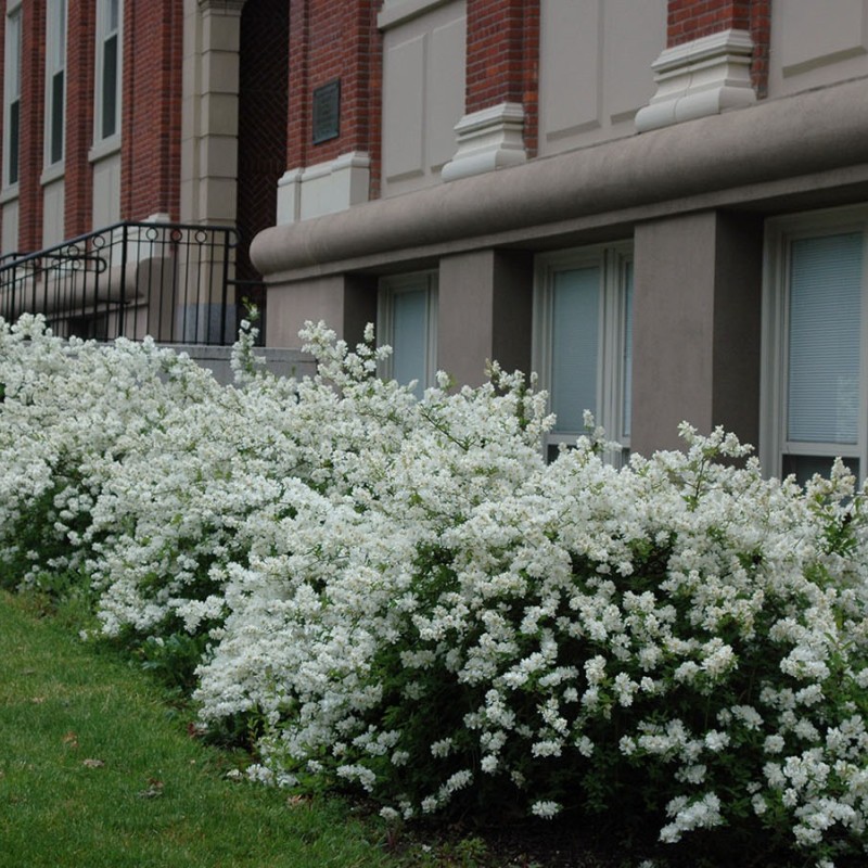 Exochorda ‘The Bride’ – Fürtös gyöngycserje