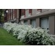Exochorda ‘The Bride’ – Fürtös gyöngycserje