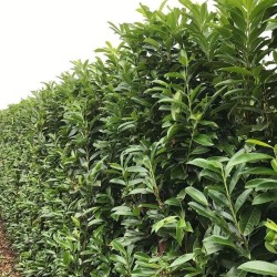 Prunus laurocerasus ‘Genolia’ - Oszlopos babérmegy