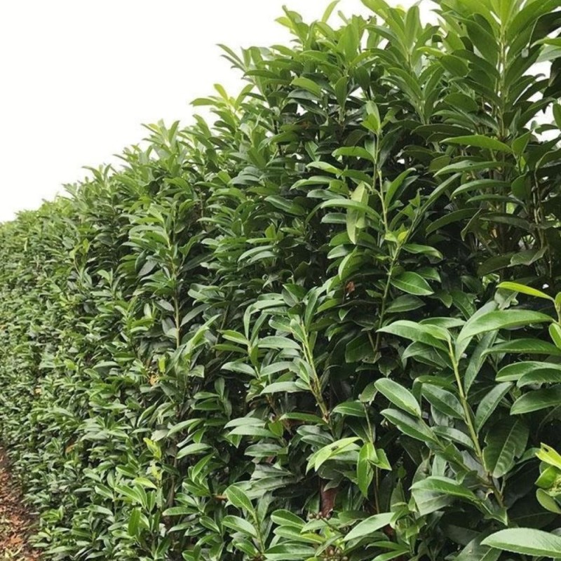 Prunus laurocerasus ‘Genolia’ - Oszlopos babérmegy