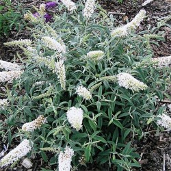 Buddleja ‘White Ball’ - Fehér nyári orgona