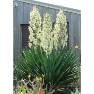 Yucca filamentosa - Nagyvirágú pálmaliliom
