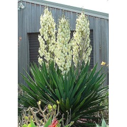 Yucca filamentosa - Nagyvirágú pálmaliliom