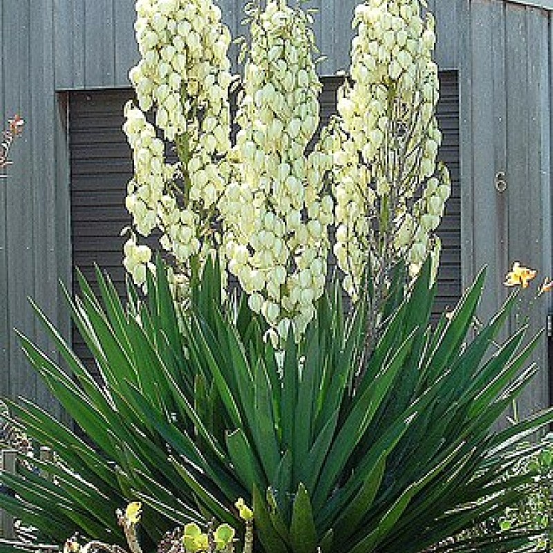 Yucca filamentosa - Nagyvirágú pálmaliliom