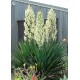 Yucca filamentosa - Nagyvirágú pálmaliliom