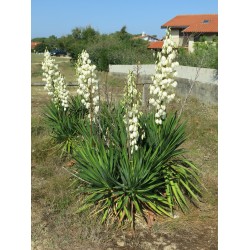 Yucca filamentosa - Nagyvirágú pálmaliliom