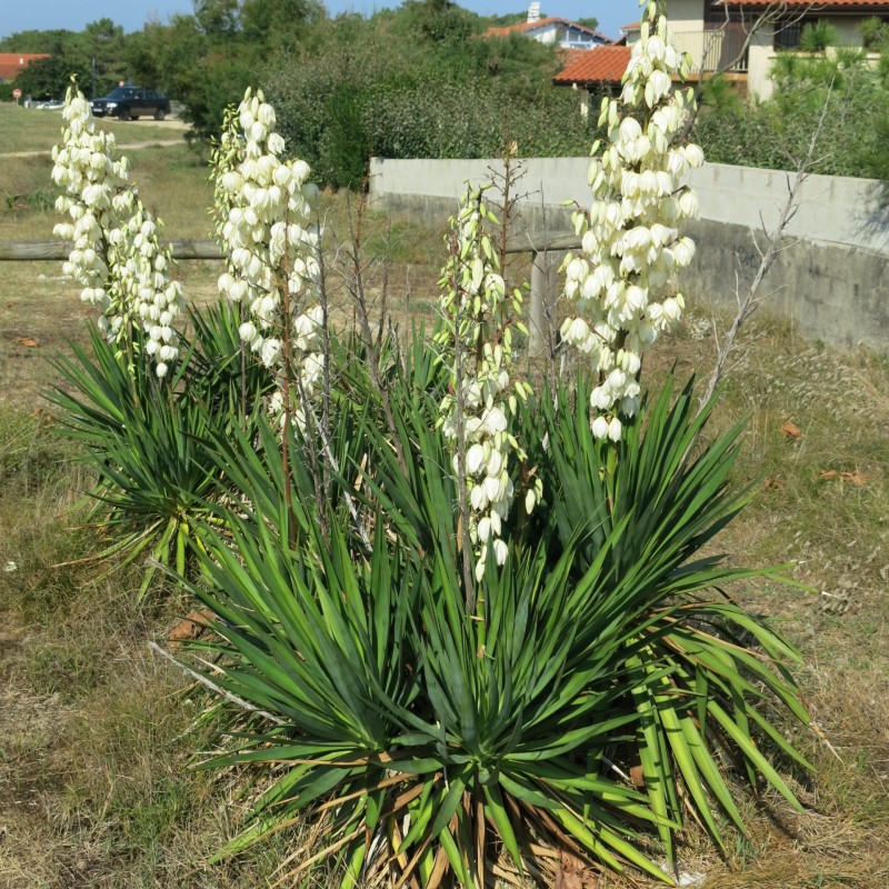Yucca filamentosa - Nagyvirágú pálmaliliom