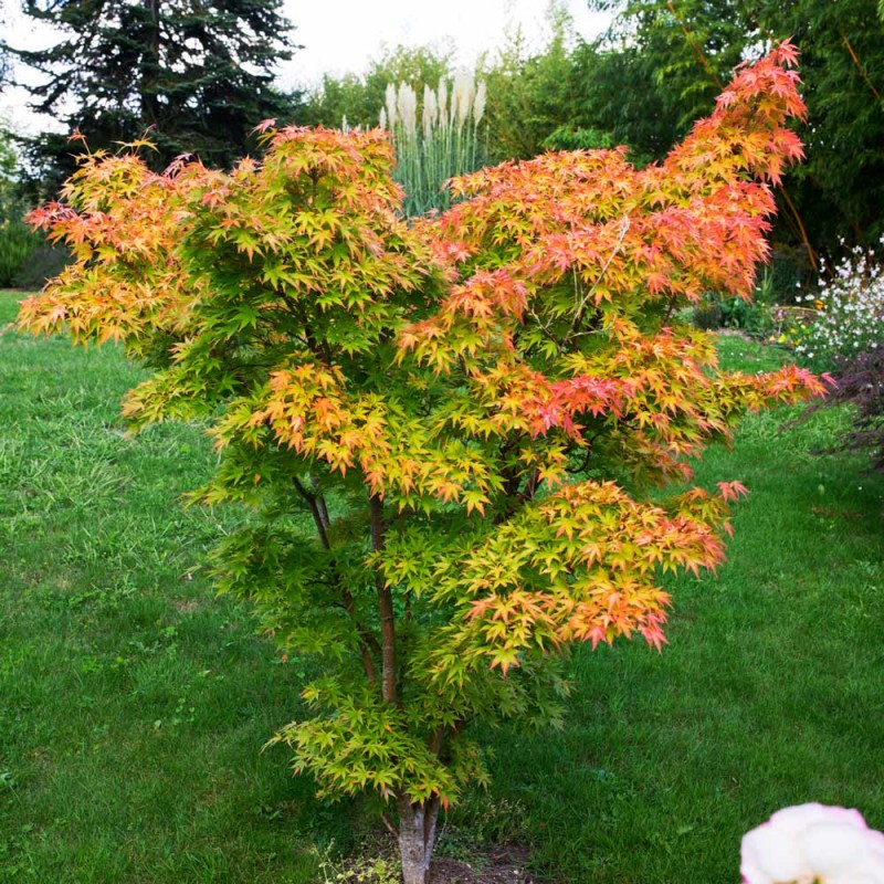 Acer palmatum Orange Dream - Japán juhar