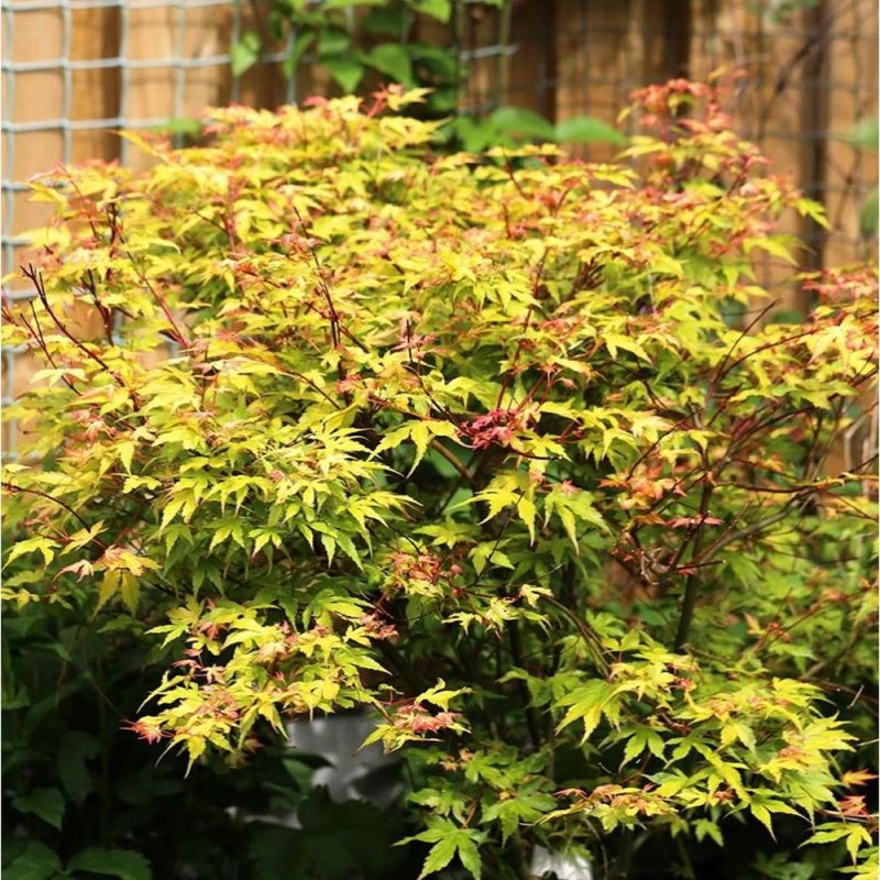 Acer palmatum 'Katsura' – Japán juhar