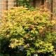 Acer palmatum 'Katsura' – Japán juhar