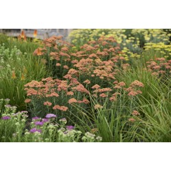 Achillea millefolium 'Terracotta' - Közönséges cickafark