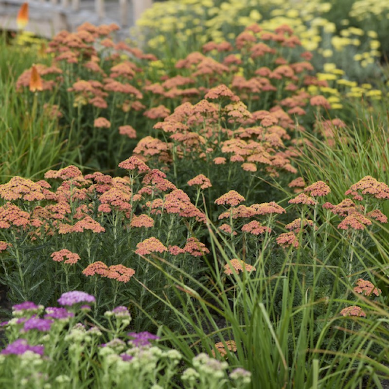 Achillea millefolium 'Terracotta' - Közönséges cickafark