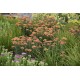 Achillea millefolium 'Terracotta' - Közönséges cickafark