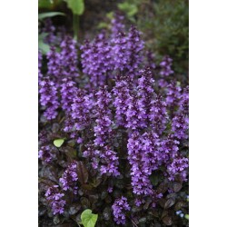 Ajuga reptans ‘Midnight Mystery’