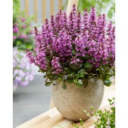 Ajuga reptans ‘Midnight Mystery’