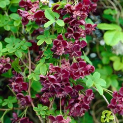 Akebia quinata - Ötlevelű akébia