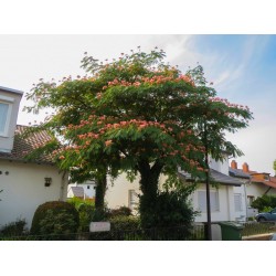 Albizia julibrissin - Selyemakác
