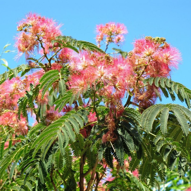 Albizia julibrissin - Selyemakác