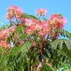 Albizia julibrissin - Selyemakác