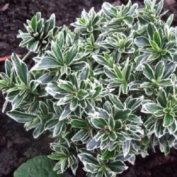 Euonymus microphyl. Albovariegata - Aprólevelű japán kecskerágó 