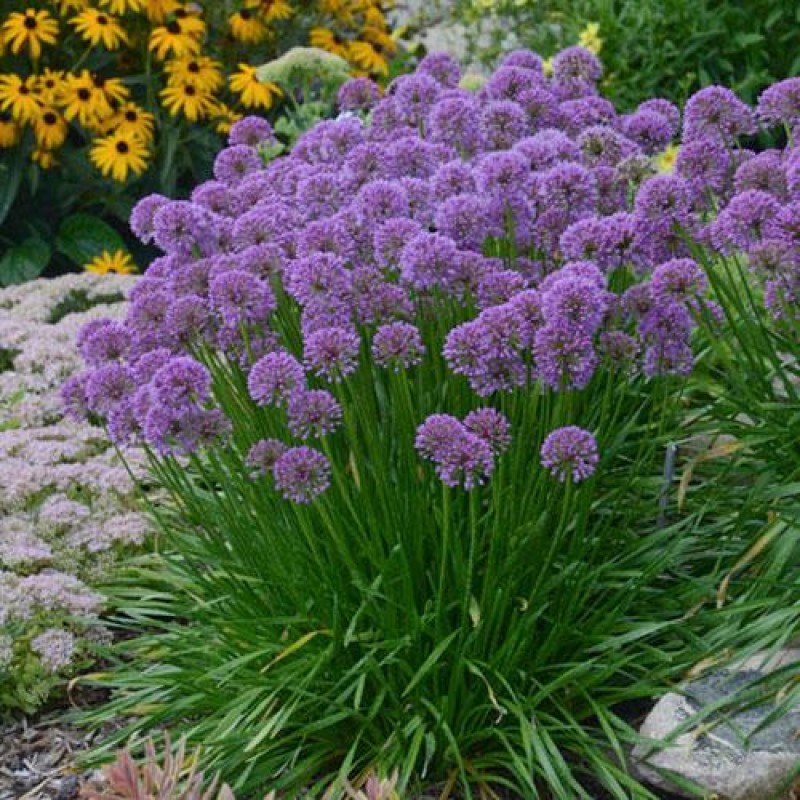 Allium senescens 'Medusa's Hair' - Díhagyma