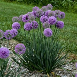 Allium senescens 'Medusa's Hair' - Díhagyma